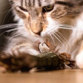 猫 おもちゃ 天然羽根のふわり遊び棒