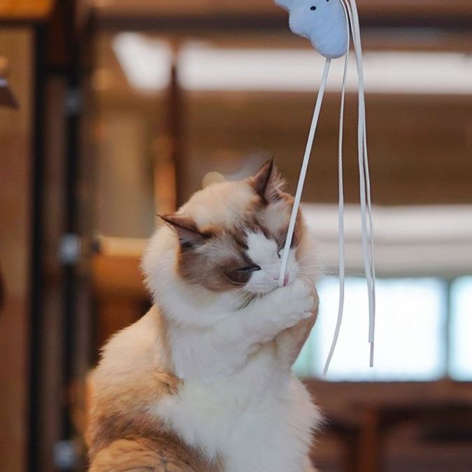 猫 おもちゃ 星型フワフワ リボン付き猫じゃらし