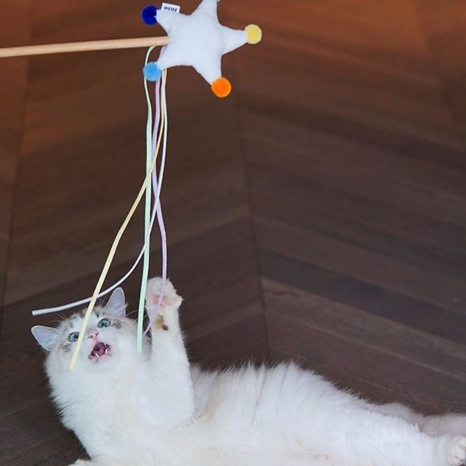 猫 おもちゃ 星型フワフワ リボン付き猫じゃらし