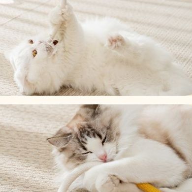 猫 おもちゃ もぐもぐ静音猫じゃらし