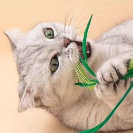 猫 おもちゃ 優しく揺れる鈴付き天然羽根じゃらし