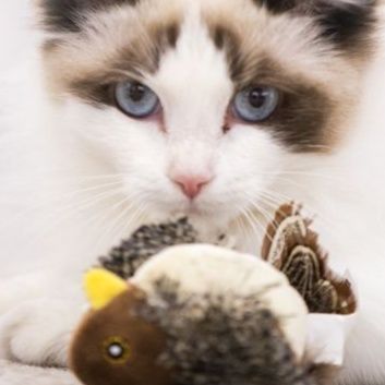 猫 おもちゃ 鳥の舞 ふわふわ猫じゃらし