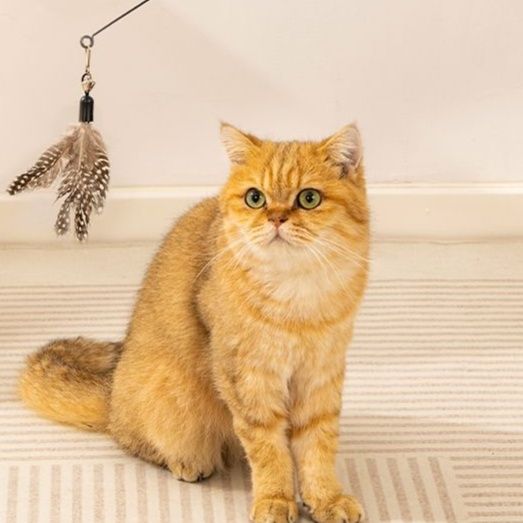 猫 おもちゃ 弾力スプリング猫じゃらし棒