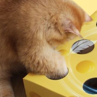https://fulmo-img-server.com/party-cat/1750138375883_xz76i72h_0bpqbz8v.jpeg