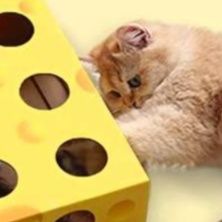 知育玩具の定番！賢く遊べる猫おもちゃ箱型タイプおすすめ5選