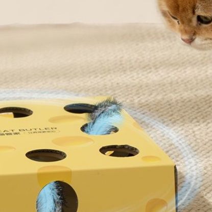 https://fulmo-img-server.com/party-cat/1750138459143_5btime9j_p6jufu85.jpeg