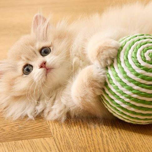 https://fulmo-img-server.com/party-cat/1750143672618_vvf9oscj_yrd8n0dj.jpeg
