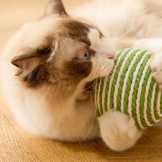 https://fulmo-img-server.com/party-cat/1750143682865_6wvimkqi_iftpvu01.jpeg