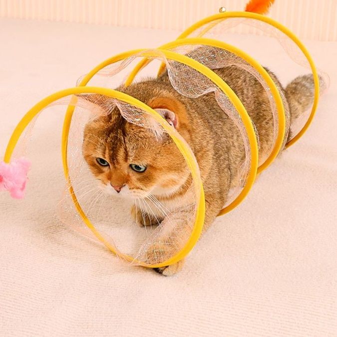 https://fulmo-img-server.com/party-cat/1750143753134_u8oauys9_u837f3it.jpeg