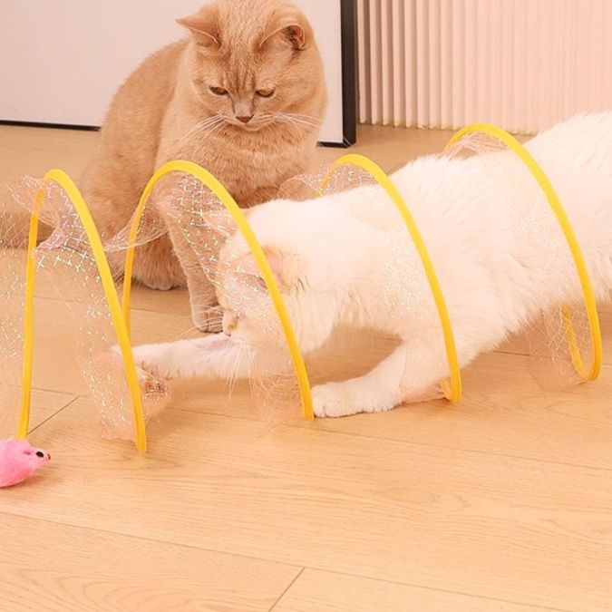 https://fulmo-img-server.com/party-cat/1750143759682_wk7236mh_fs1691nq.jpeg
