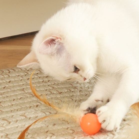 猫 おもちゃ ふわふわ羽根つき弾むボール猫じゃらし