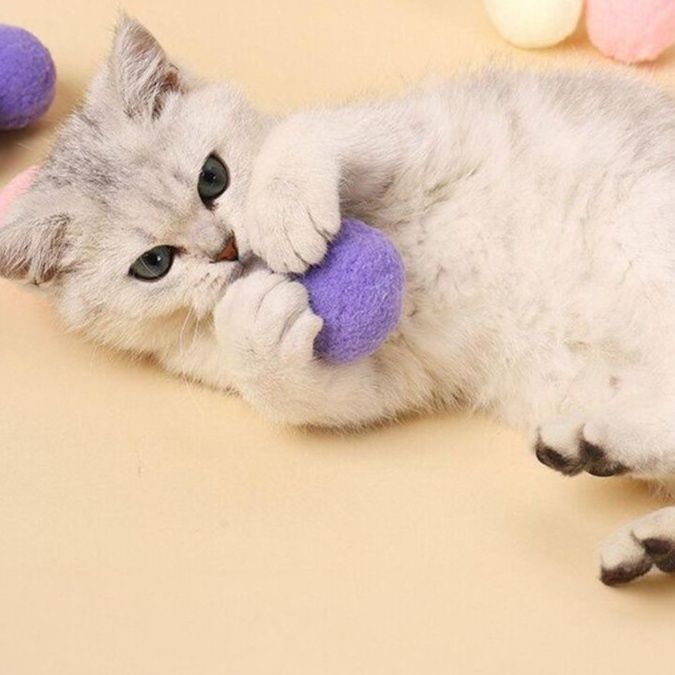 https://fulmo-img-server.com/party-cat/1750213217960_745e8x4a_w0s03w89.jpeg