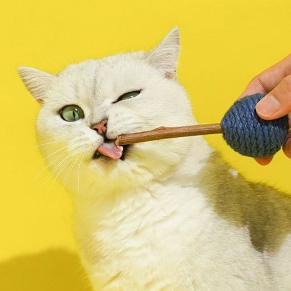 猫 おもちゃ 天然歯磨き 猫じゃらし