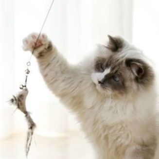 猫 おもちゃ 天然羽根付き 伸縮式猫じゃらし棒