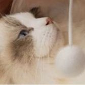 猫 おもちゃ トンネルじゃらし 収納上手