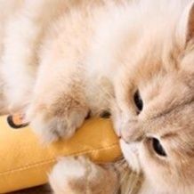 猫 おもちゃ もふもふお魚けりぐるみ