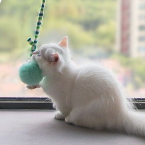 猫 おもちゃ 窓設置型 伸縮ボール 猫じゃらし