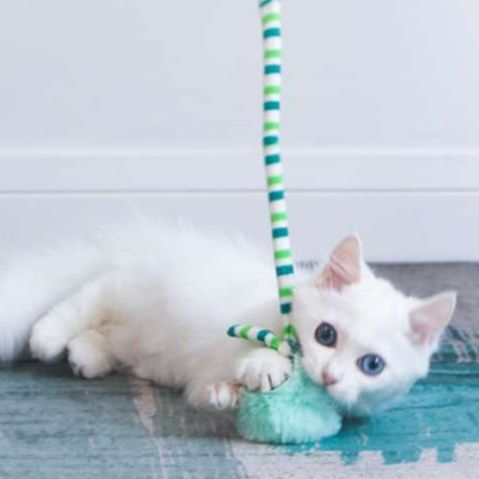 猫 おもちゃ 窓設置型 伸縮ボール 猫じゃらし