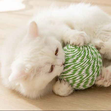https://fulmo-img-server.com/party-cat/1750239140460_oh7vfq0m_2r7k12ag.jpeg