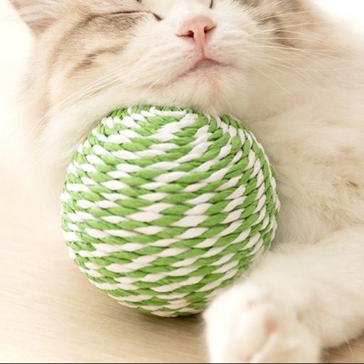 https://fulmo-img-server.com/party-cat/1750239163265_z4ubvbri_iybyvgt0.jpeg