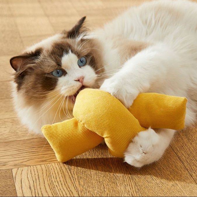 https://fulmo-img-server.com/party-cat/1750239239538_4a1xgmbx_n7clcg69.jpeg