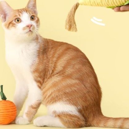 https://fulmo-img-server.com/party-cat/1750239356054_0yuuvz5k_r9elp9zu.jpeg