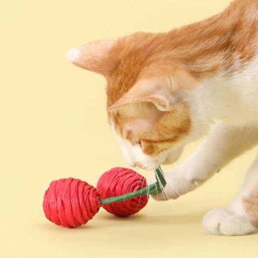 https://fulmo-img-server.com/party-cat/1750239363896_nvnjou3d_eamux7xw.jpeg