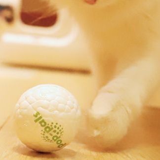 https://fulmo-img-server.com/party-cat/1750299339149_vbx45ksx_xkacsyvx.jpeg