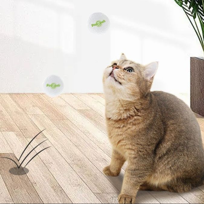 https://fulmo-img-server.com/party-cat/1750299369551_v7ew6hsl_ydvzujoq.jpeg