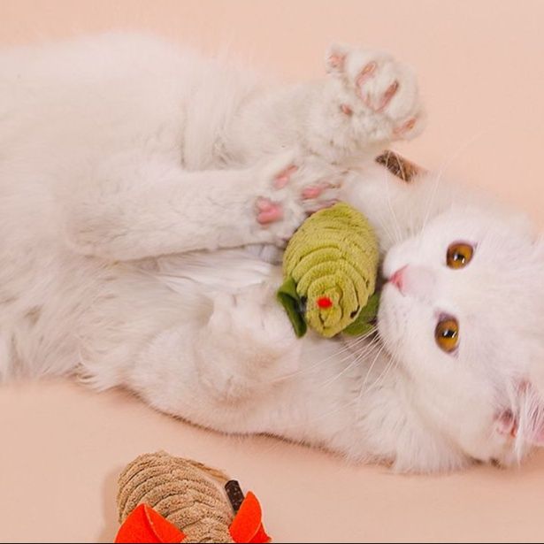 https://fulmo-img-server.com/party-cat/1750300869134_x8ohq5ct_ipelzpeb.jpeg