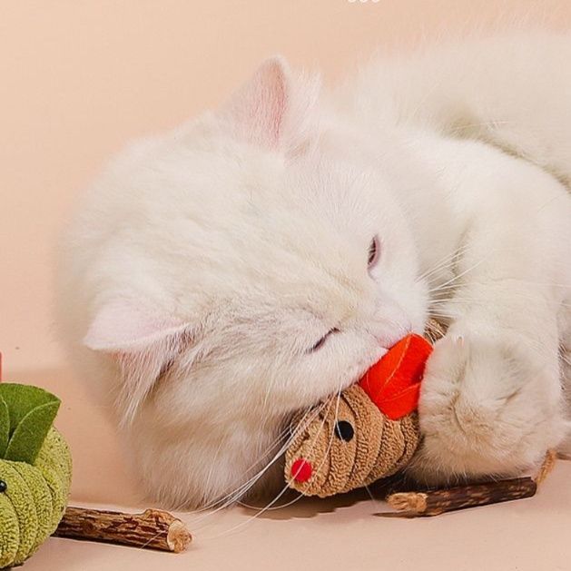 https://fulmo-img-server.com/party-cat/1750300877332_2quchxov_v2l84av8.jpeg