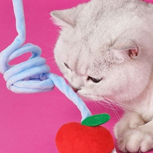 https://fulmo-img-server.com/party-cat/1750305021160_z5ssgwzp_3ivd9hml.jpeg