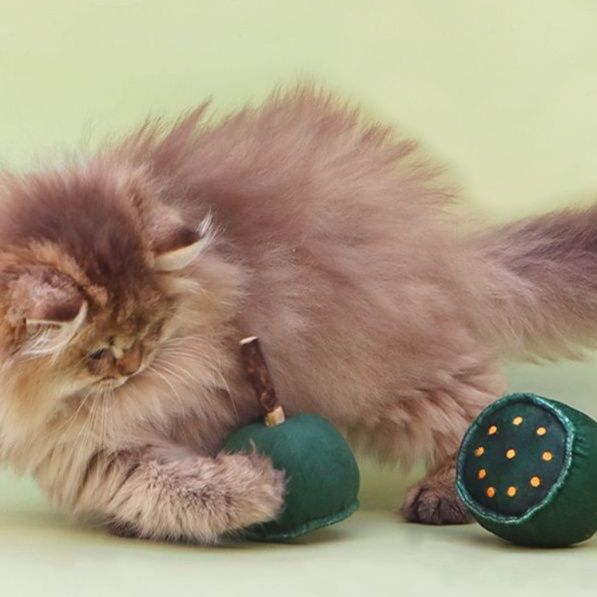 https://fulmo-img-server.com/party-cat/1750305162918_5xs7ilol_9flownil.jpeg
