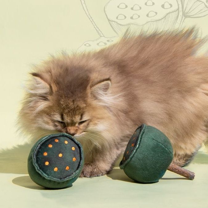 https://fulmo-img-server.com/party-cat/1750305199679_50jt3sc2_fqgm0kiw.jpeg