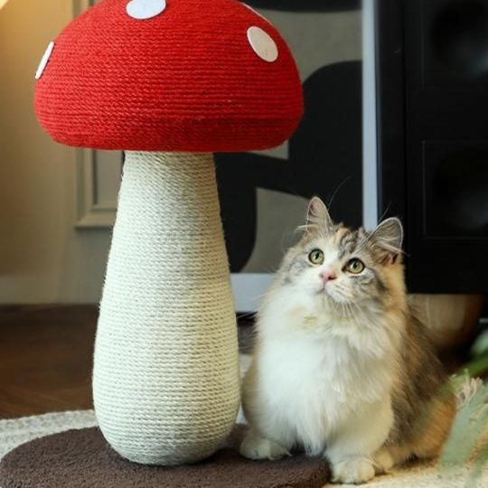 https://fulmo-img-server.com/party-cat/1750321972597_ye4ylc38_980acobd.jpeg
