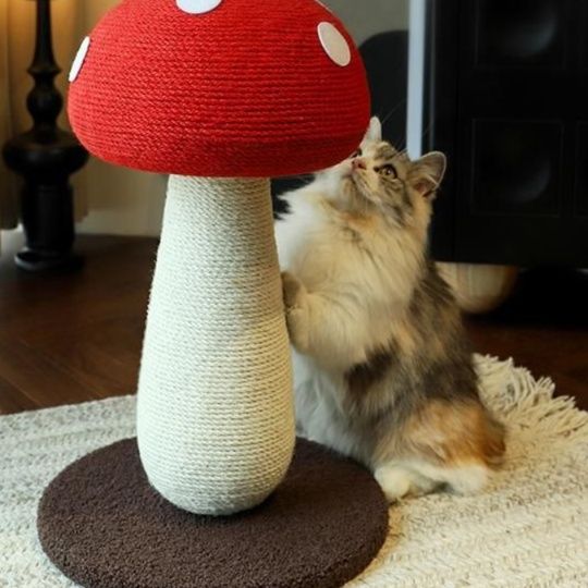 https://fulmo-img-server.com/party-cat/1750321979902_ppj3dc0j_ype650gl.jpeg