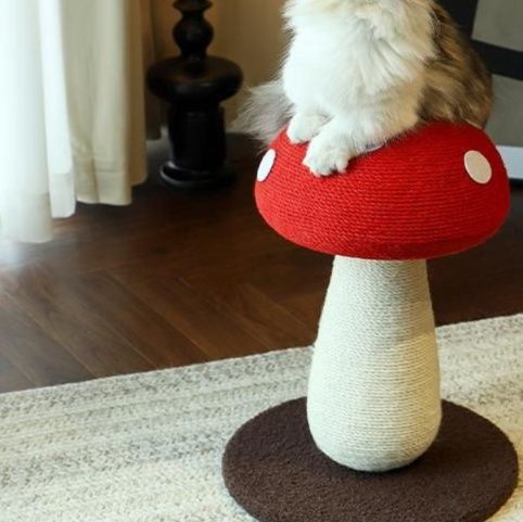https://fulmo-img-server.com/party-cat/1750321988588_6q2i3enp_8in21cph.jpeg