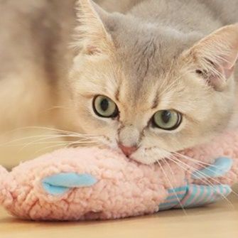 https://fulmo-img-server.com/party-cat/1750322155656_fhn8s6tj_sgqakd77.jpeg
