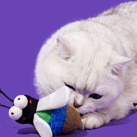 https://fulmo-img-server.com/party-cat/1750323537639_lznt32yx_ykeu3pgj.jpeg