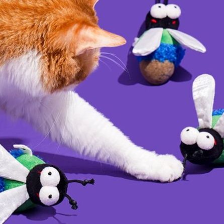 https://fulmo-img-server.com/party-cat/1750323582174_bffho9s8_jjdn0eg0.jpeg