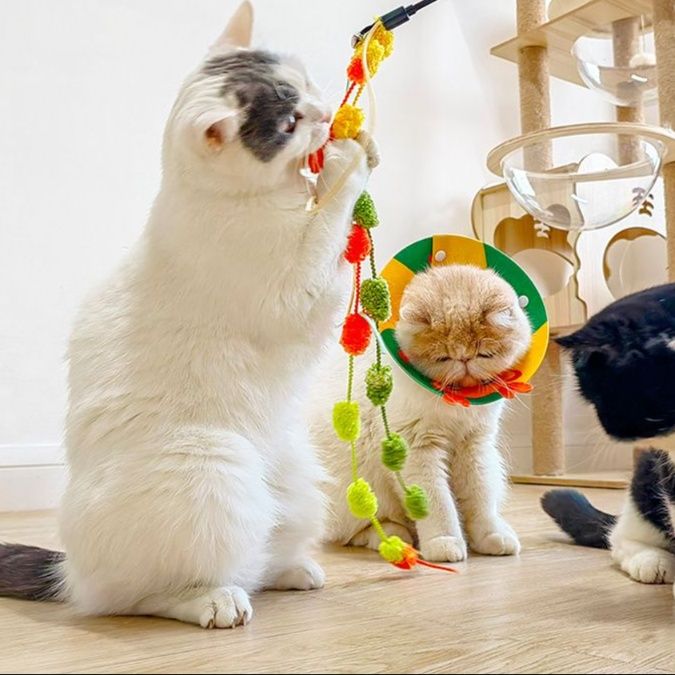 https://fulmo-img-server.com/party-cat/1750324516841_18jl8gd8_30rg6v0d.jpeg