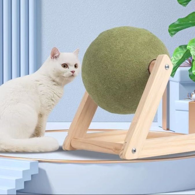 https://fulmo-img-server.com/party-cat/1750325431500_pzjnfyek_nybiu12q.jpeg