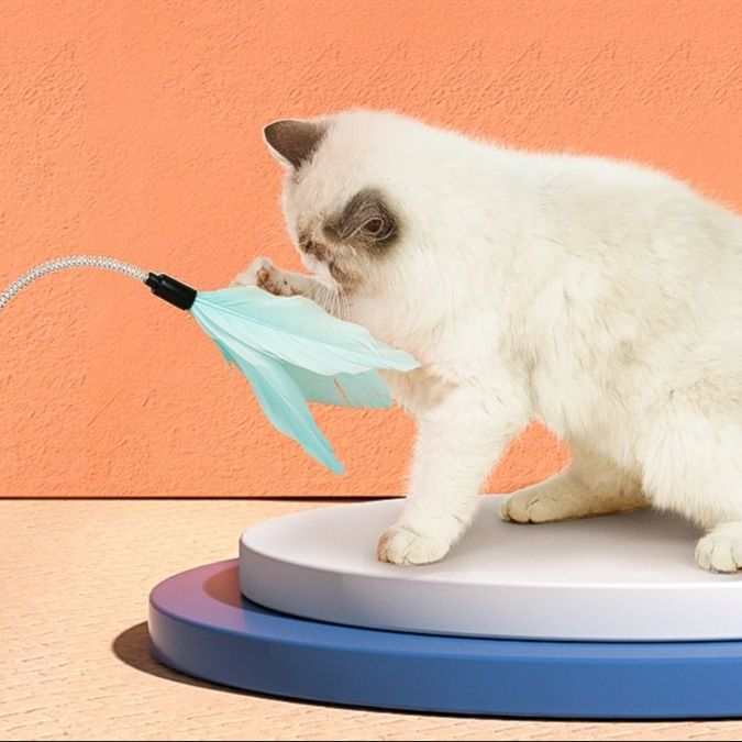 https://fulmo-img-server.com/party-cat/1750326110407_38vwlqbb_b6ogavy5.jpeg