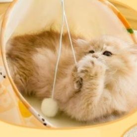 猫 おもちゃ トンネルチューブ おうちで遊ぼう猫じゃらし