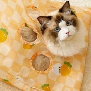 猫 おもちゃ トンネルチューブ おうちで遊ぼう猫じゃらし