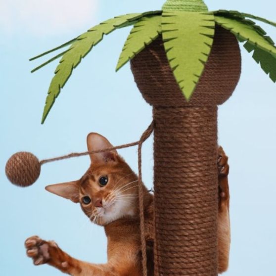 https://fulmo-img-server.com/party-cat/1750326621573_hd9u8vbz_jqgmnhli.jpeg