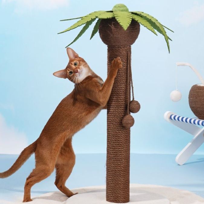 https://fulmo-img-server.com/party-cat/1750326630014_hrzrkqmb_v98nq8jk.jpeg
