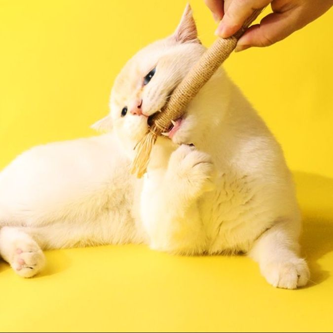 猫 おもちゃ 猫の歯磨きにもなる麻縄天然またたびスティック