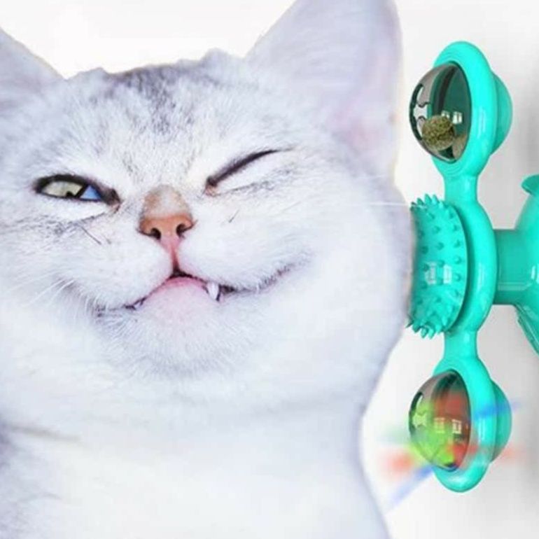 https://fulmo-img-server.com/party-cat/1750388887874_alenqusk_nqtafida.jpeg