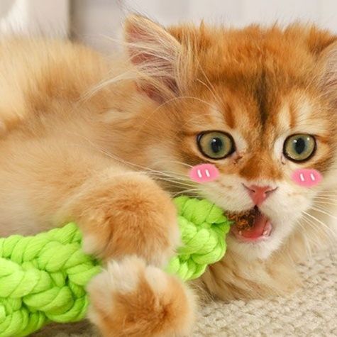 猫 おもちゃ にゃんこ歯磨き ニンジンじゃらし